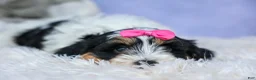 Teddy Bear dogs for sale: TINA - Ad 10