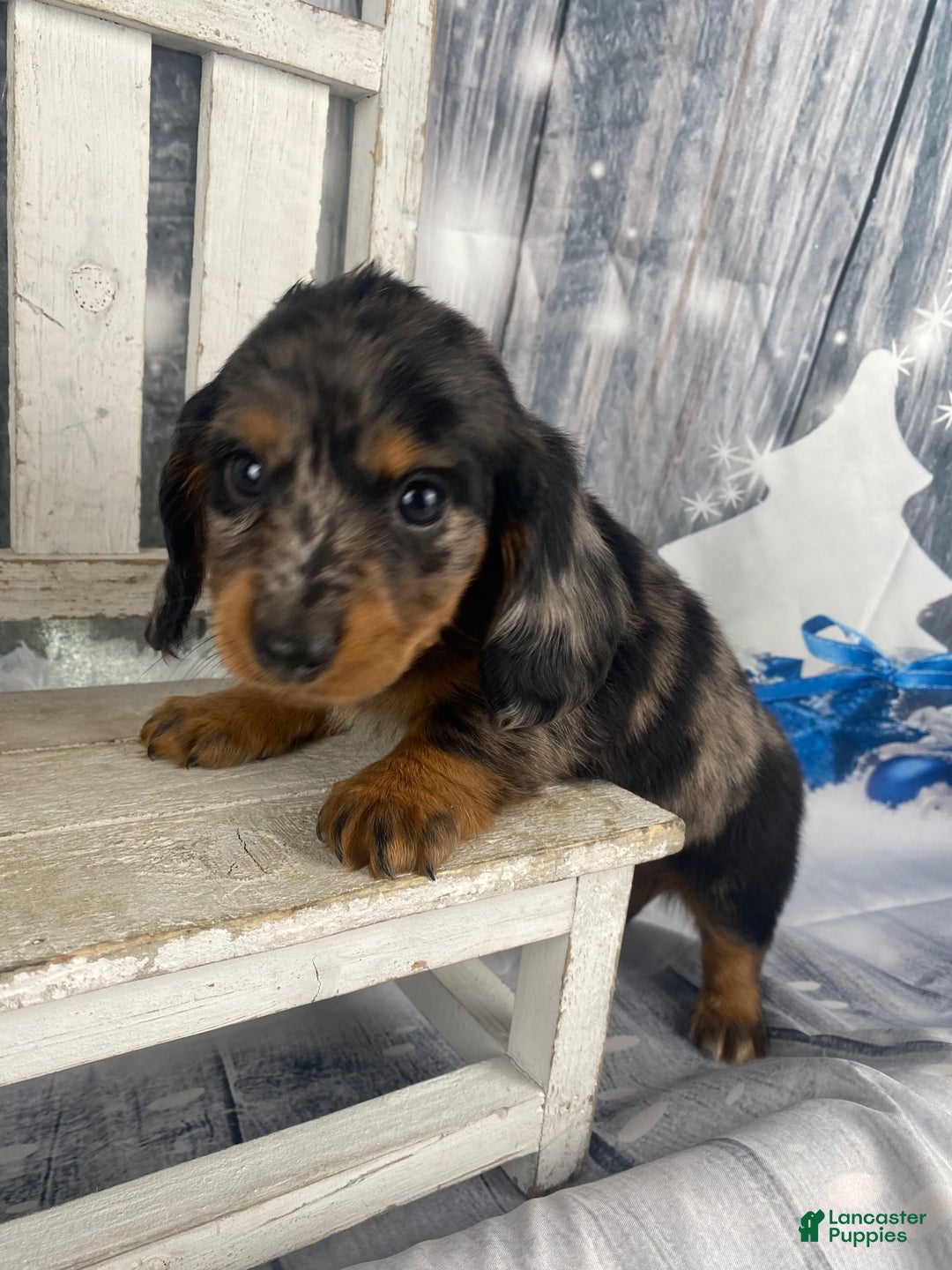 Miniature Dachshund dogs for sale: Donna - Ad 11