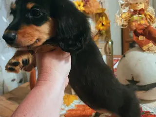 Miniature Dachshund dogs Ace - Ad 39