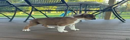 Boxer dogs for sale: Serena - Ad 7