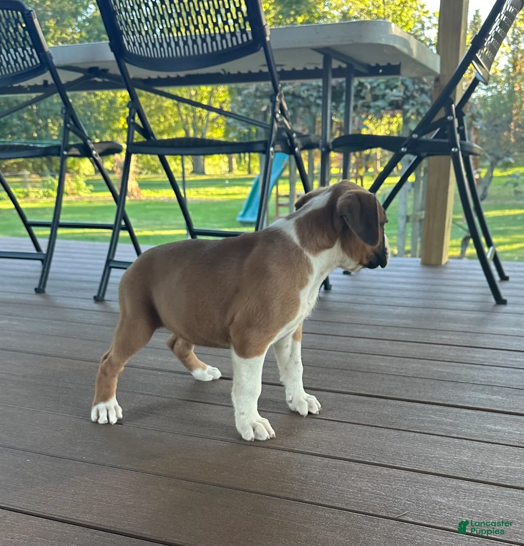 Boxer dogs for sale: Serena - Ad 7