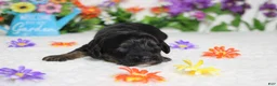 Cockapoo dogs for sale: Rocky  - Ad 4