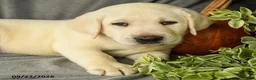 Labrador Retriever dogs for sale: Diesel - Ad 3