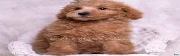 Maltipoo dogs for sale: Tweetie - Ad 6