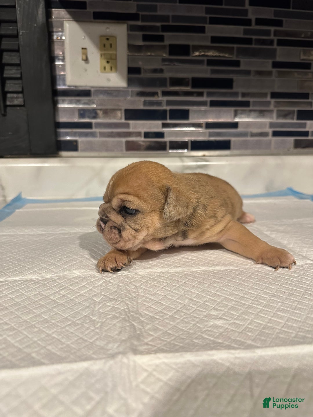 English Bulldog dogs for sale: Blue Fawn Merle Girl  - Ad 4