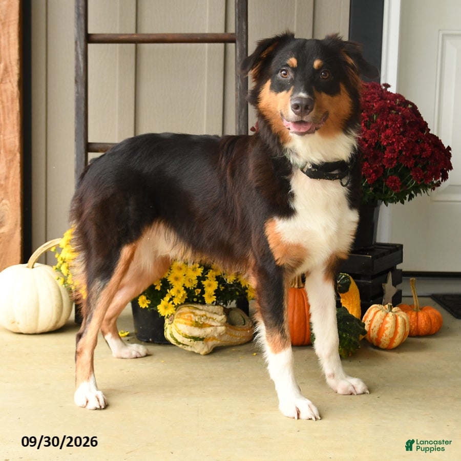 Australian Shepherd dogs Hooper - Ad 1