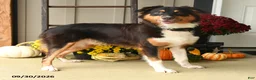 Australian Shepherd dogs for sale: Hooper - Ad 1