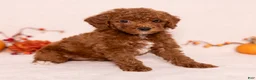 Miniature Poodle dogs for sale: Nevaeh - Ad 4