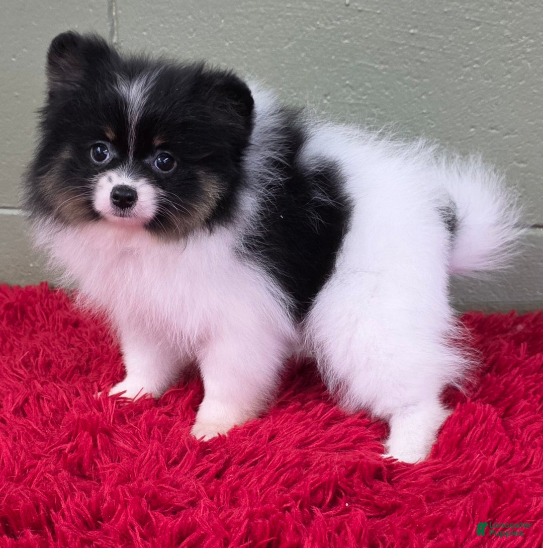 Pomeranian dogs for sale: Lucky  - Ad 7