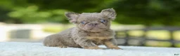 French Bulldog dogs for sale: Lucy - Ad 9