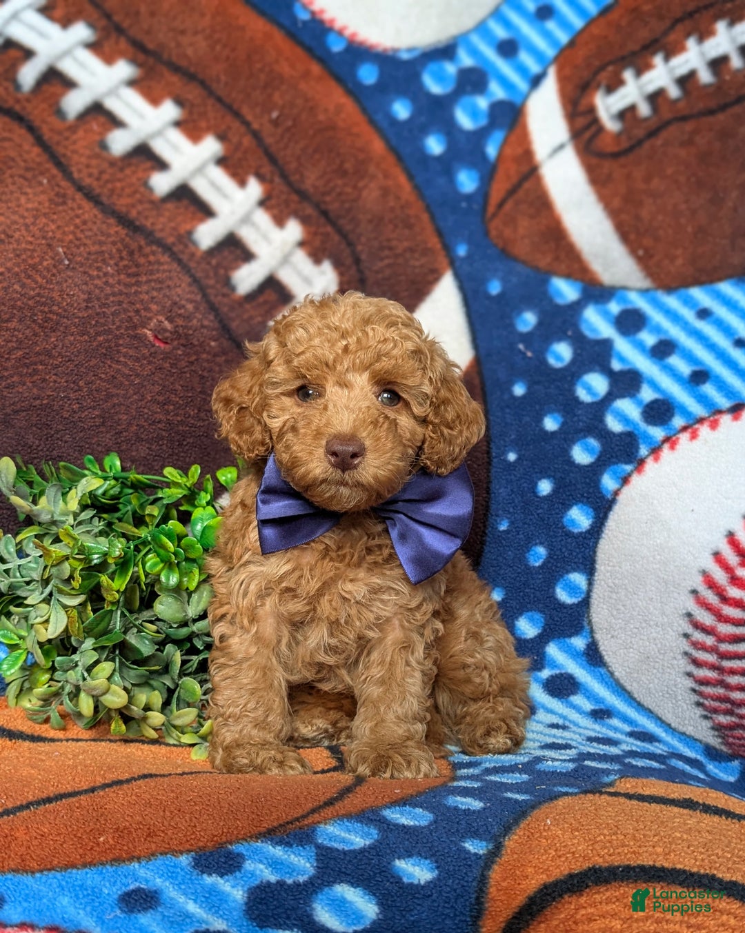 Miniature Poodle dogs for sale: Mable - Ad 15