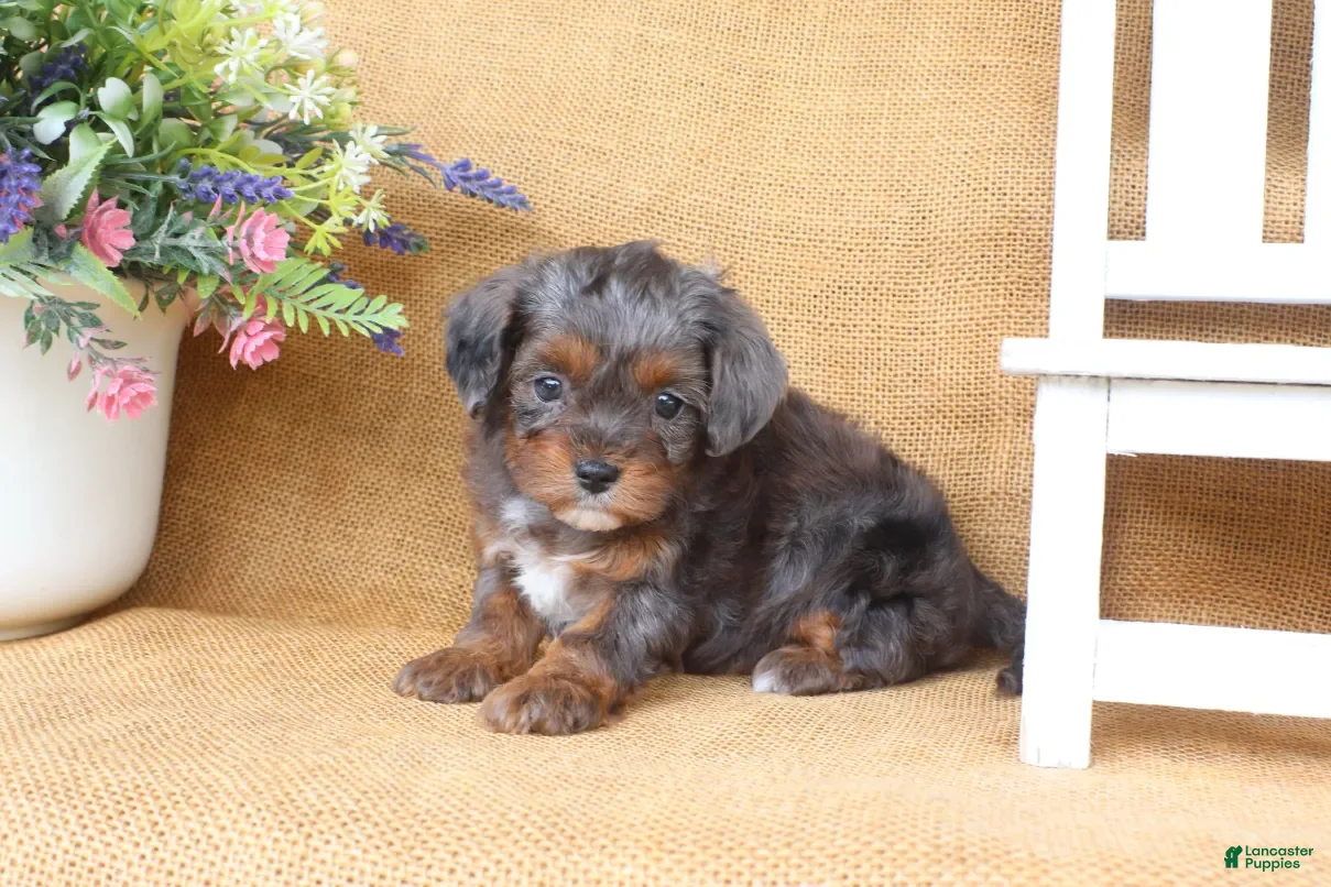 Cavapoo dogs Raven - Ad 2