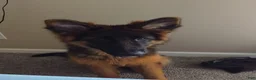 German Shepherd dogs for sale: Stella  - Ad 2