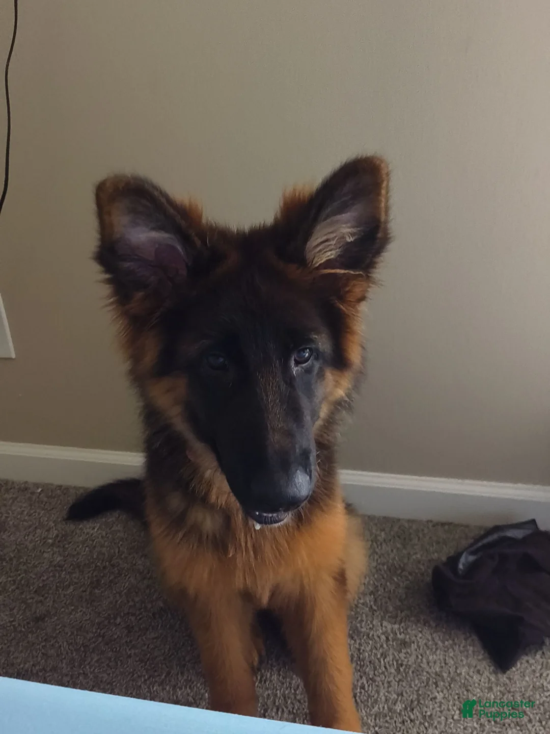 German Shepherd dogs for sale: Stella  - Ad 2