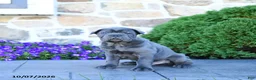 Cane Corso dogs for sale: Buck - Ad 5
