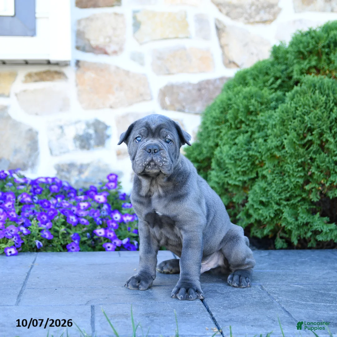 Cane Corso dogs for sale: Buck - Ad 5