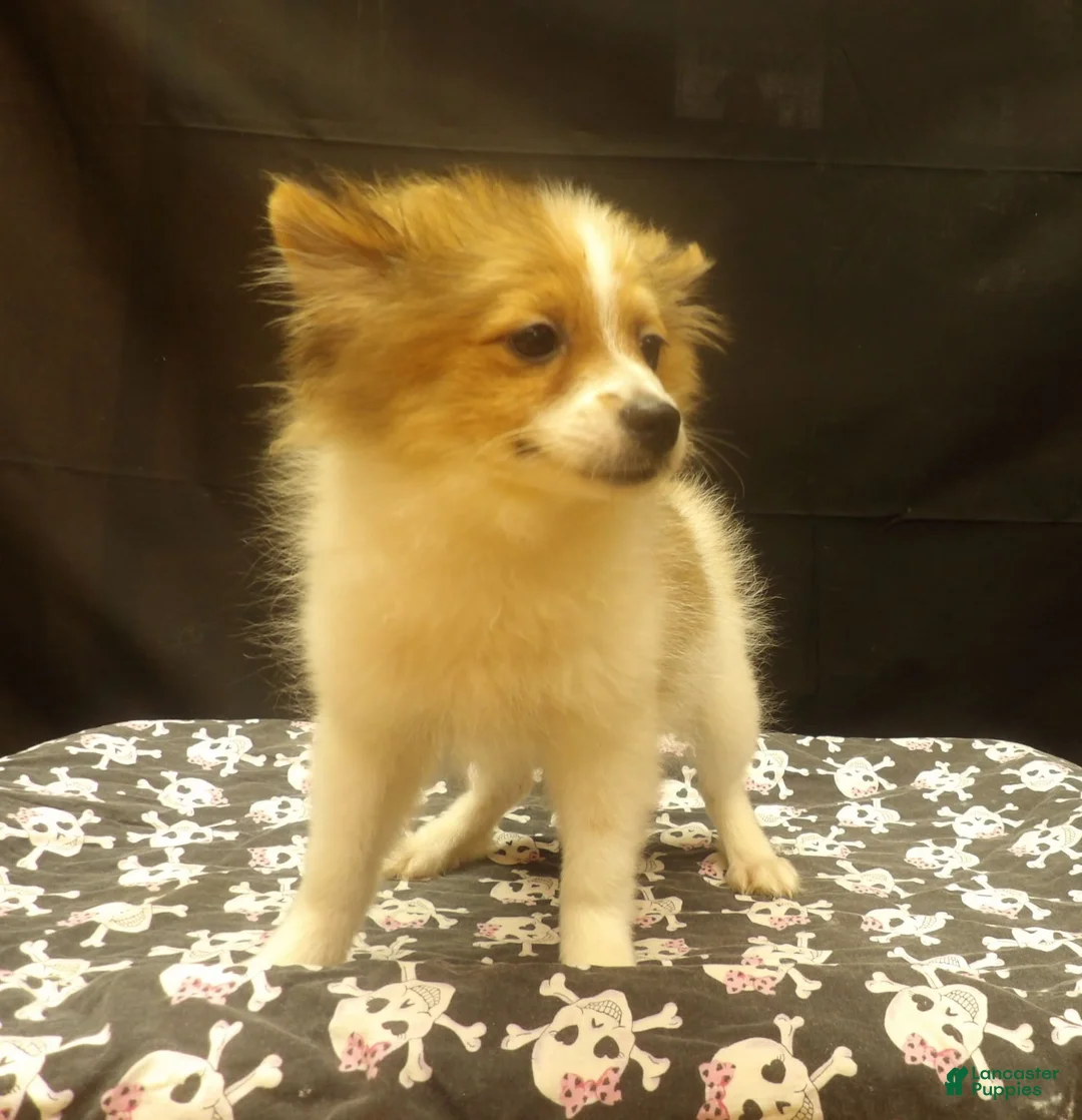 Pomeranian dogs for sale: Sterling - Ad 1