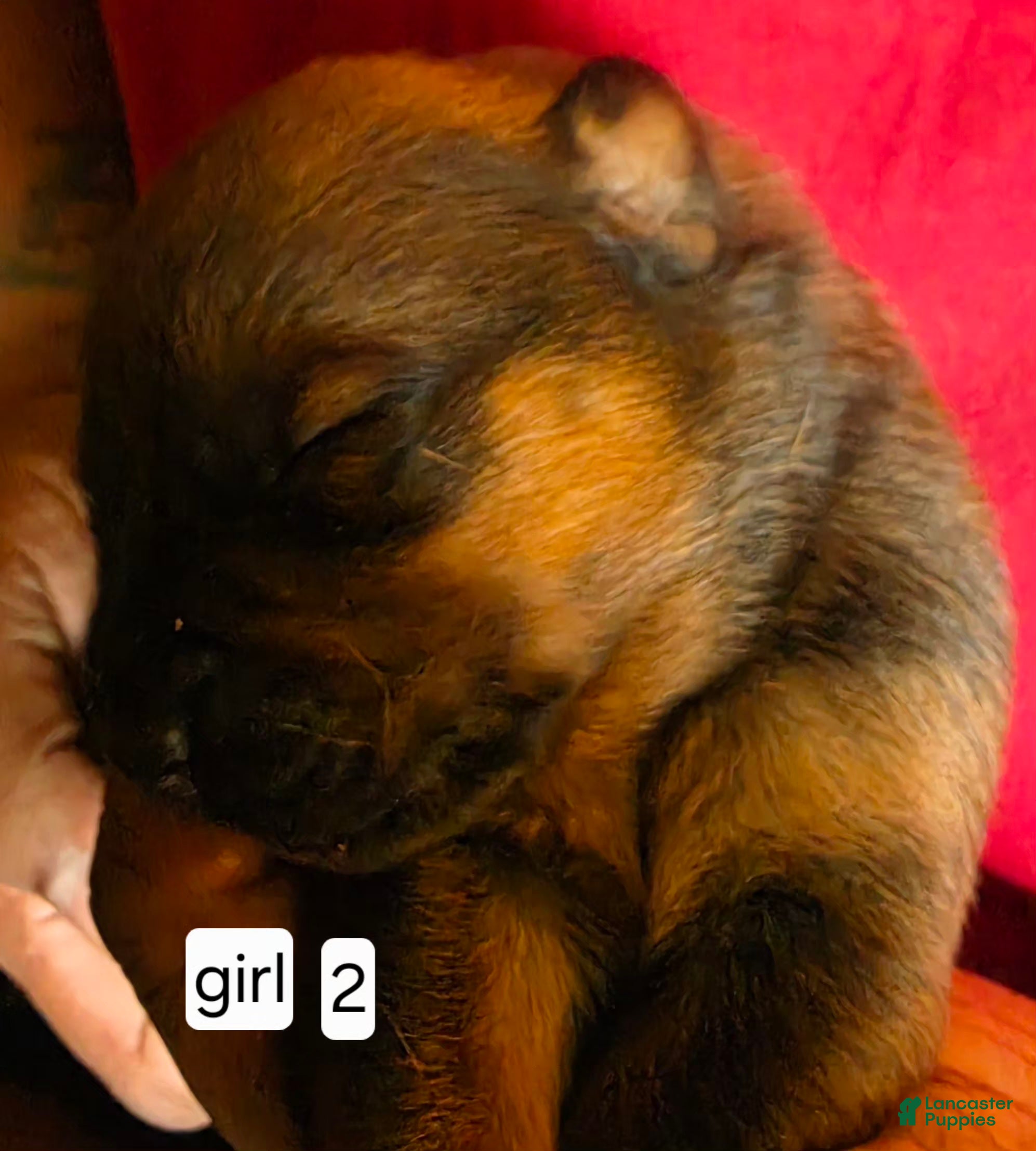 Mixed Breed dogs Mixed Breed 2 - Ad 28