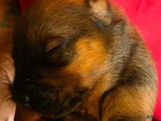 Mixed Breed dogs Mixed Breed 2 - Ad 9