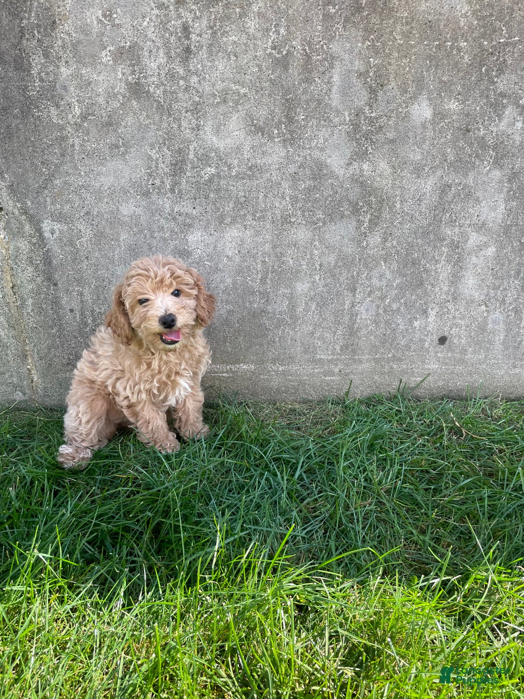 Bichpoo dogs for sale: Bichpoo Puppy 2 - Ad 1