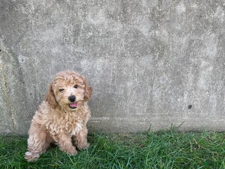 Bichpoo dogs Bichpoo Puppy 2 - Ad 33