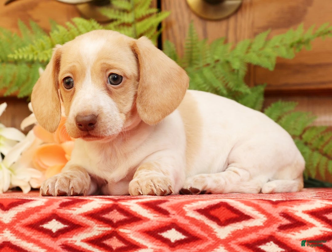 Miniature Dachshund dogs for sale: Denise - Ad 4