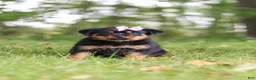 Rottweiler dogs for sale: Ivy - Ad 6