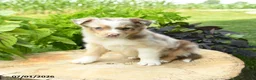 Australian Shepherd dogs for sale: Primrose - Ad 3