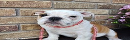 English Bulldog dogs for sale: Rolita - Ad 11
