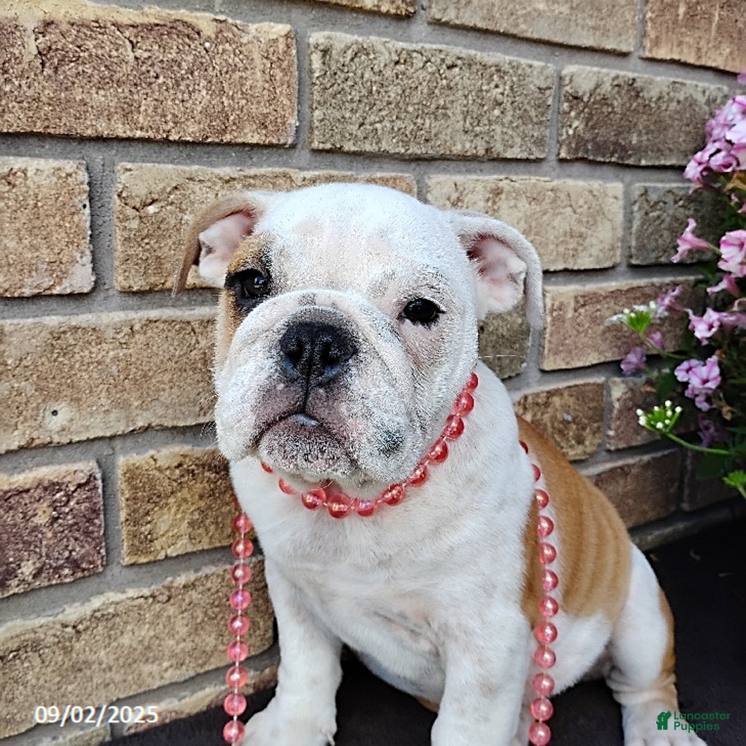 English Bulldog dogs for sale: Rolita - Ad 11