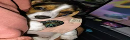 Beagle dogs for sale: Milo Ace - Ad 1