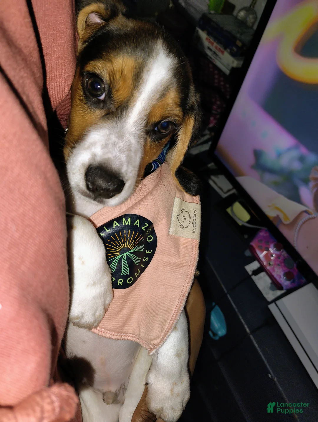 Beagle dogs for sale: Milo Ace - Ad 1