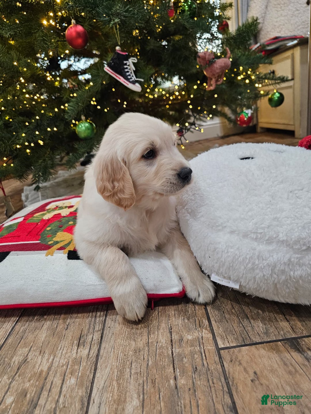 Golden Retriever dogs for sale: Golden Retriever Puppy 7 - Ad 5