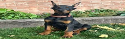 Doberman Pinscher dogs for sale: Briar - Ad 1