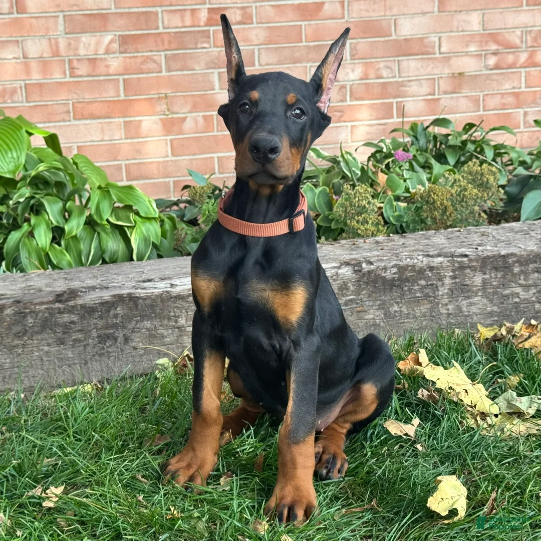 Doberman Pinscher dogs for sale: Briar - Ad 1