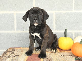 Cane Corso dogs - Ad 23