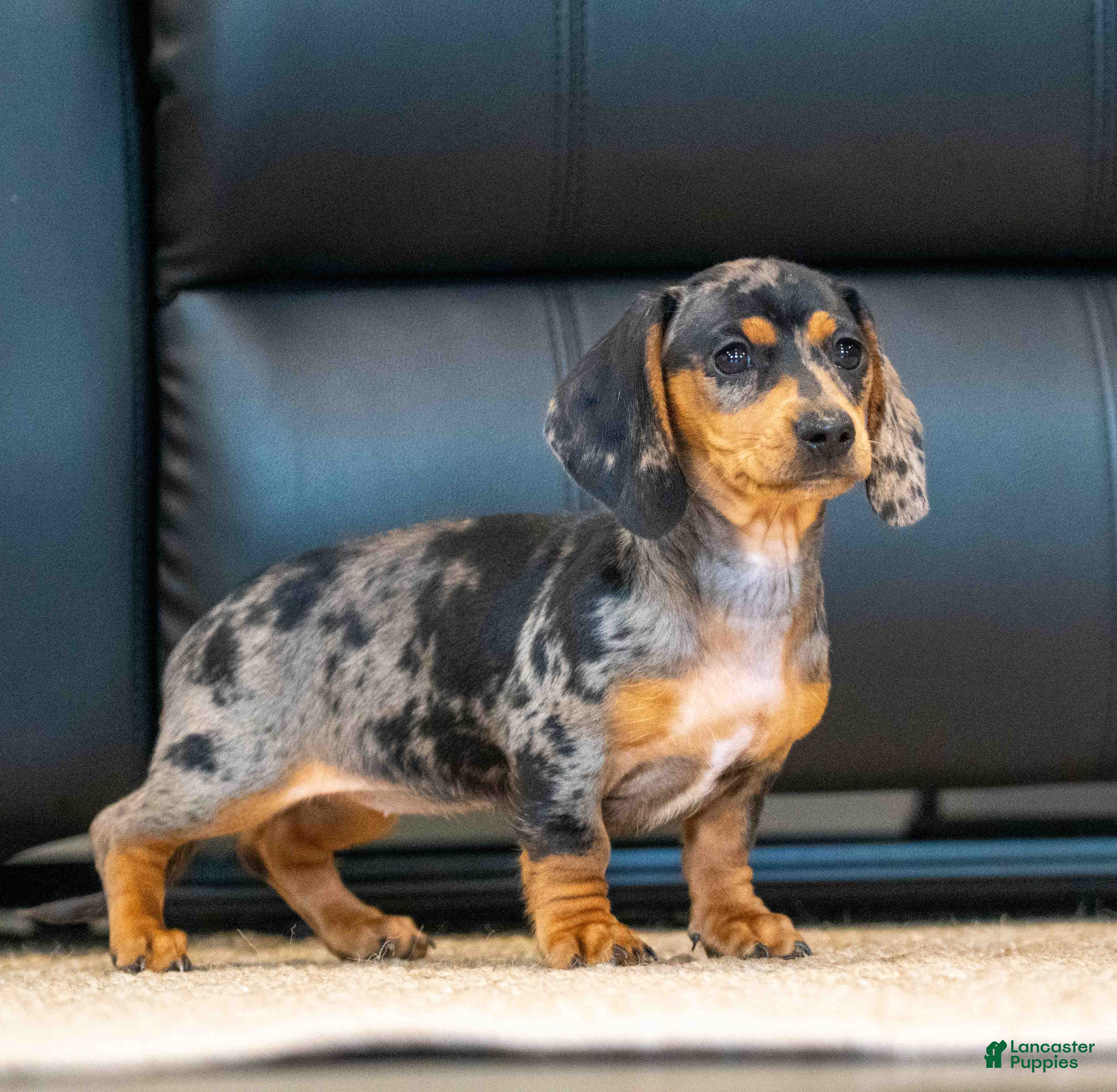 Miniature Dachshund dogs Clover - Ad 1