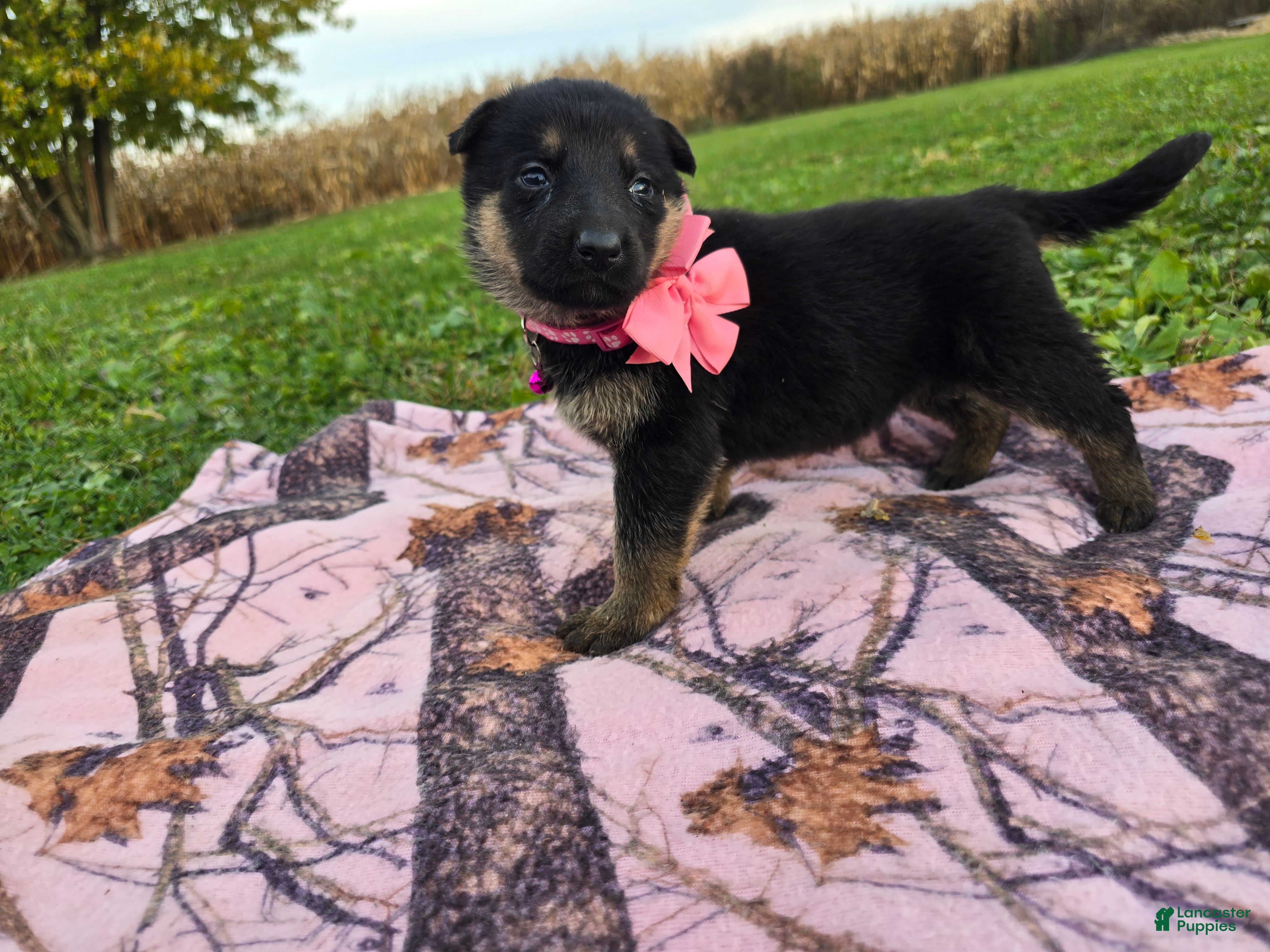 German Shepherd dogs for sale: German Shepherd 6 - Ad 1