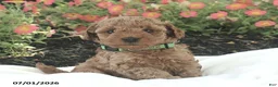 Miniature Poodle dogs for sale: Ricky - Ad 3