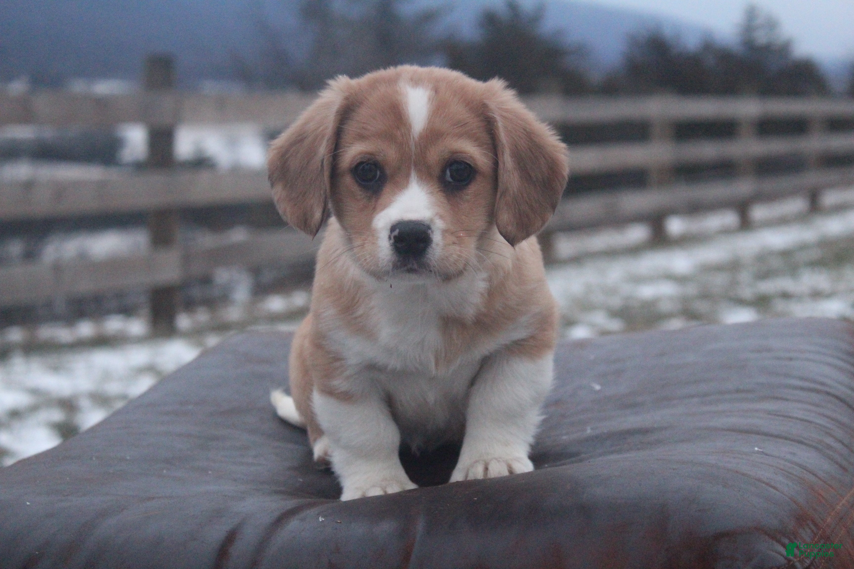 Mixed Breed dogs Layna - Ad 14