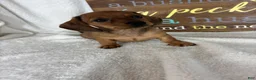 Dachshund dogs for sale: Daisey - Ad 6