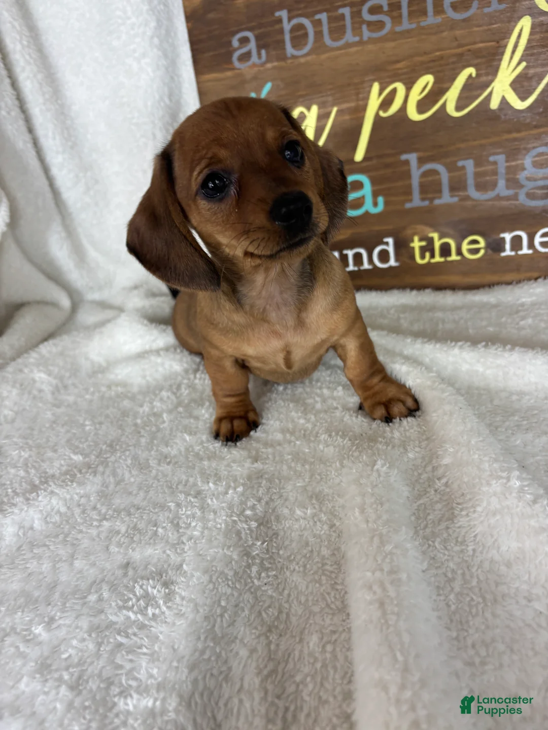 Dachshund dogs for sale: Daisey - Ad 6