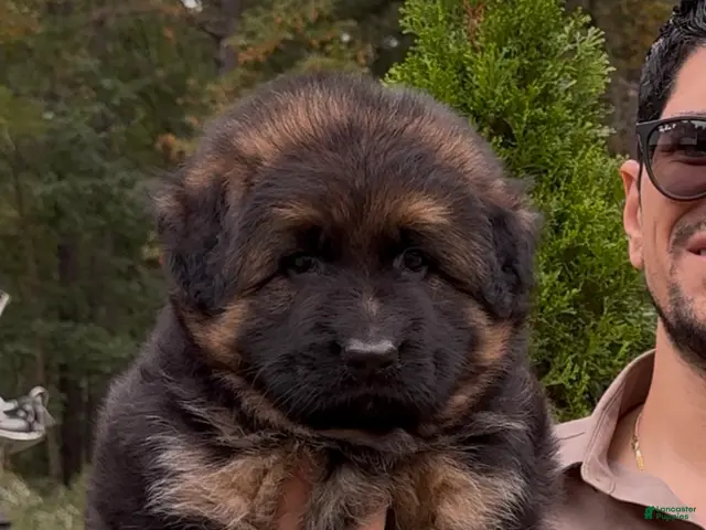 German Shepherd dogs for sale: Xena - Ad 1