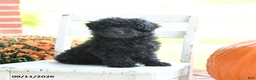 Mixed Breed dogs for sale: Hunter - Ad 2