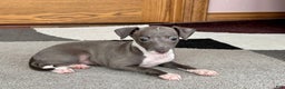 Italian Greyhound dogs for sale: Lila - Ad 3