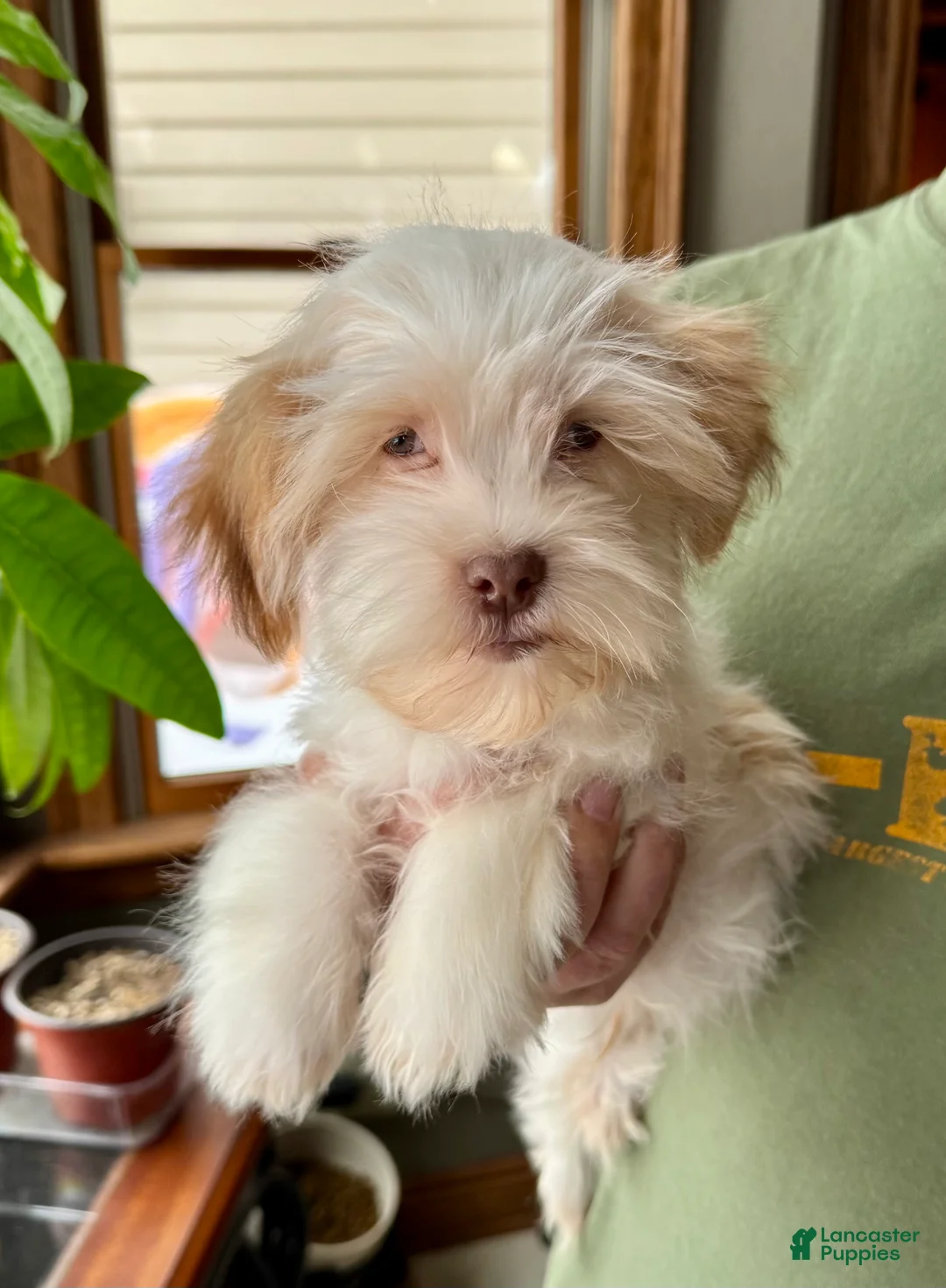 Havanese dogs for sale: Eggnog - Ad 2