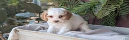 Cockapoo dogs for sale: Honey  - Ad 2