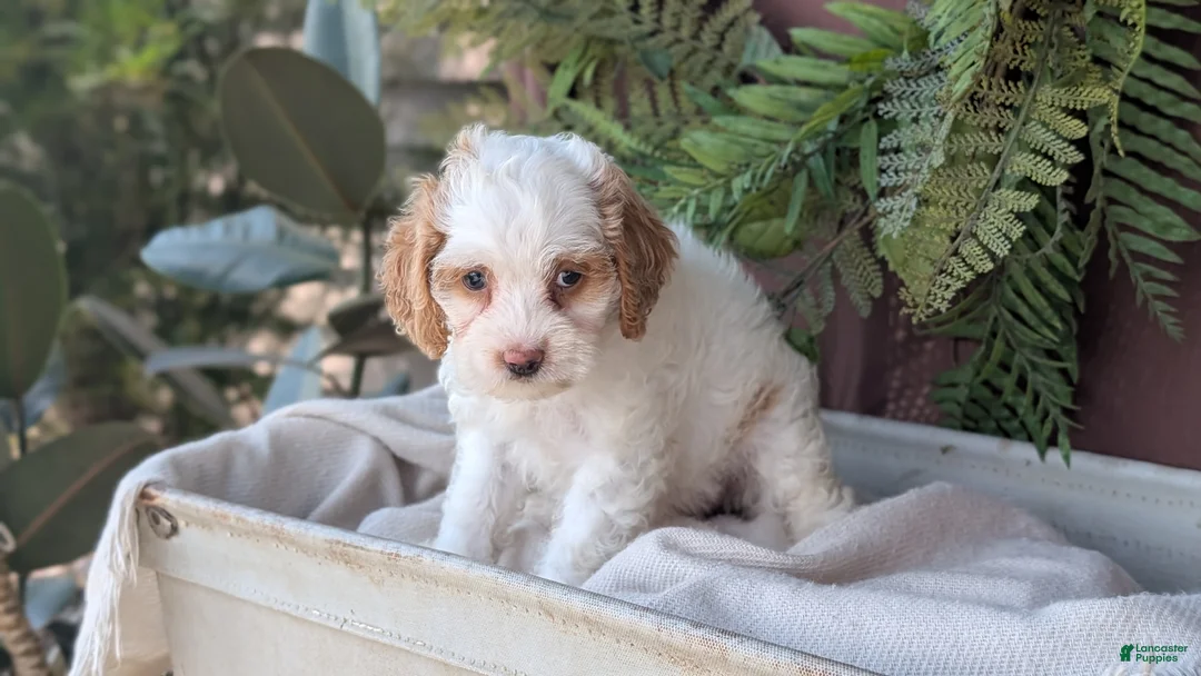 Cockapoo dogs for sale: Honey  - Ad 2
