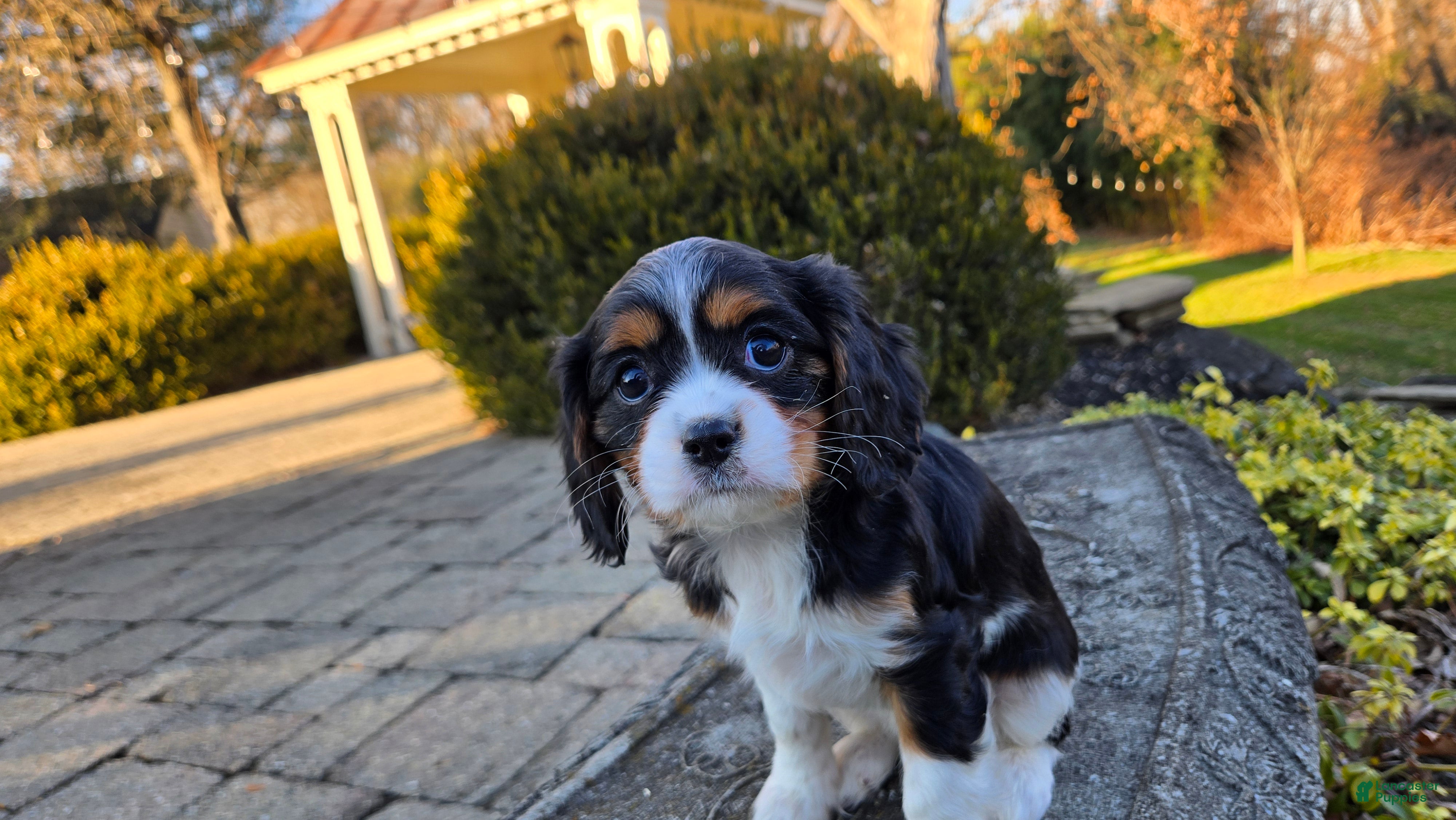 Cavalier King Charles Spaniel dogs Vicky - Ad 4