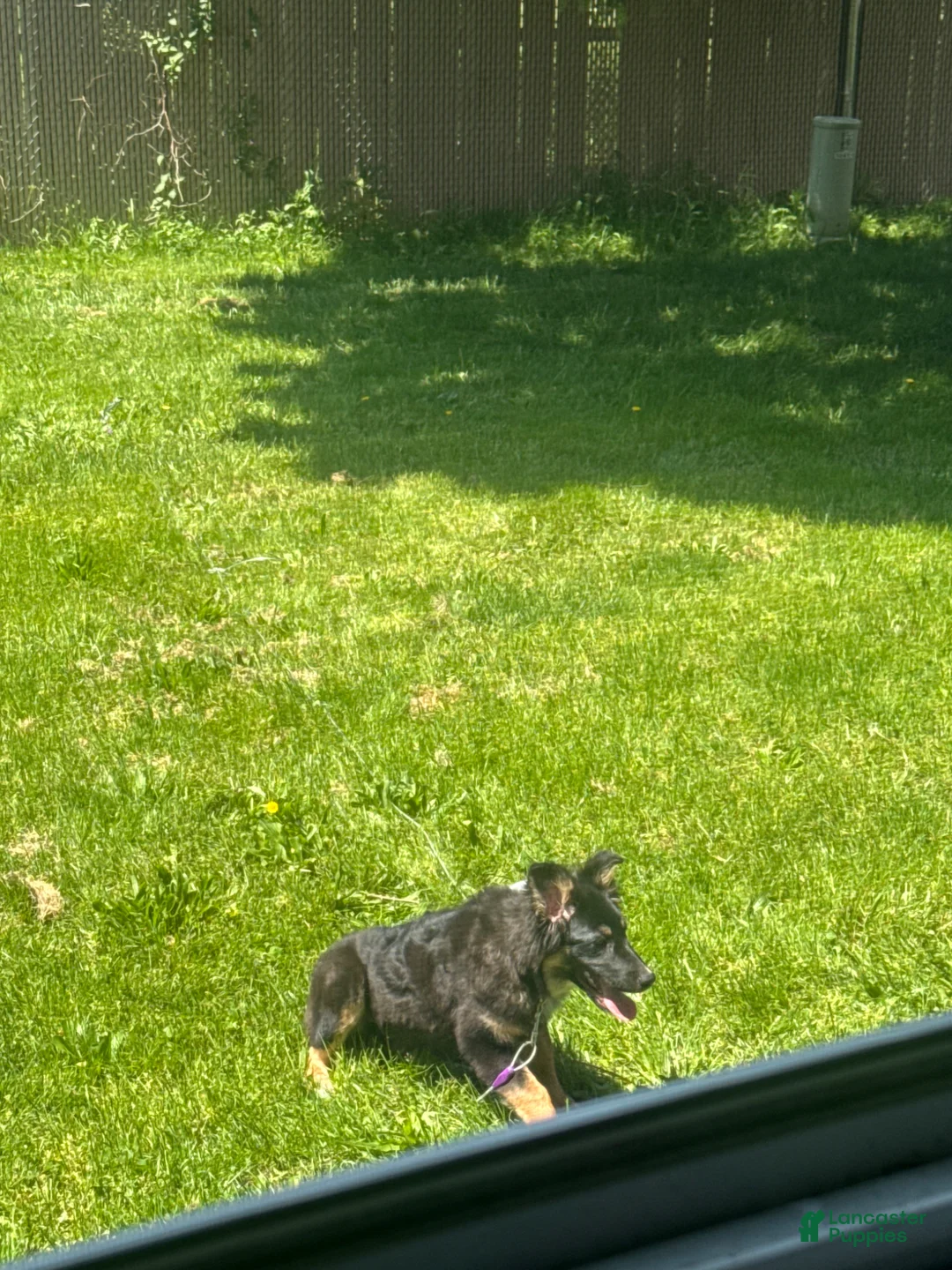 Australian Shepherd dogs for sale: Australian Shepherd Puppy 1 - Ad 2